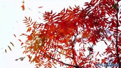 <b>流云翻腾似...内容简介：全记者刘玲通信员刘艺</b>